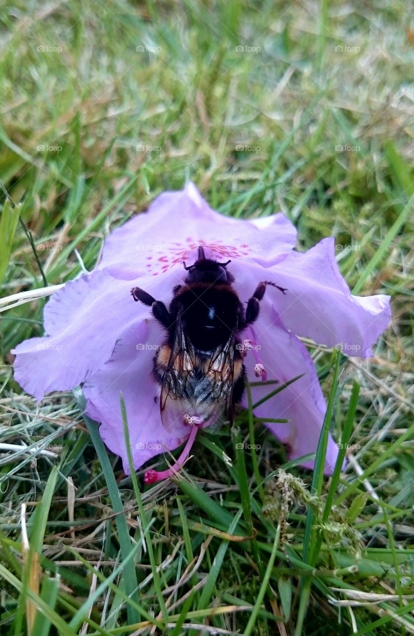 bumblebee inside a flower