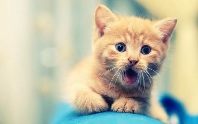 cute cat