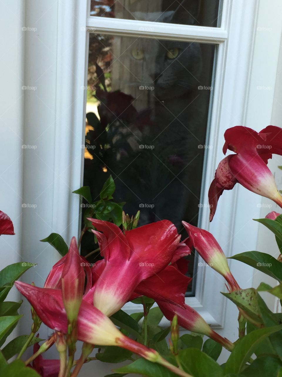 Tom in the window . My Blue Russian, Ivan, enjoying the scenery 