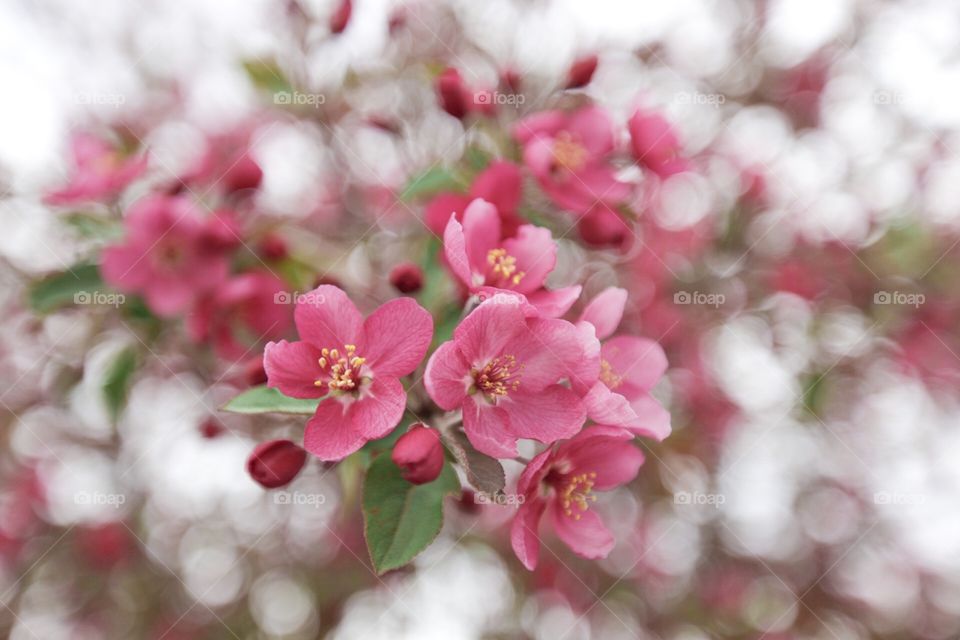 Spring flowers 