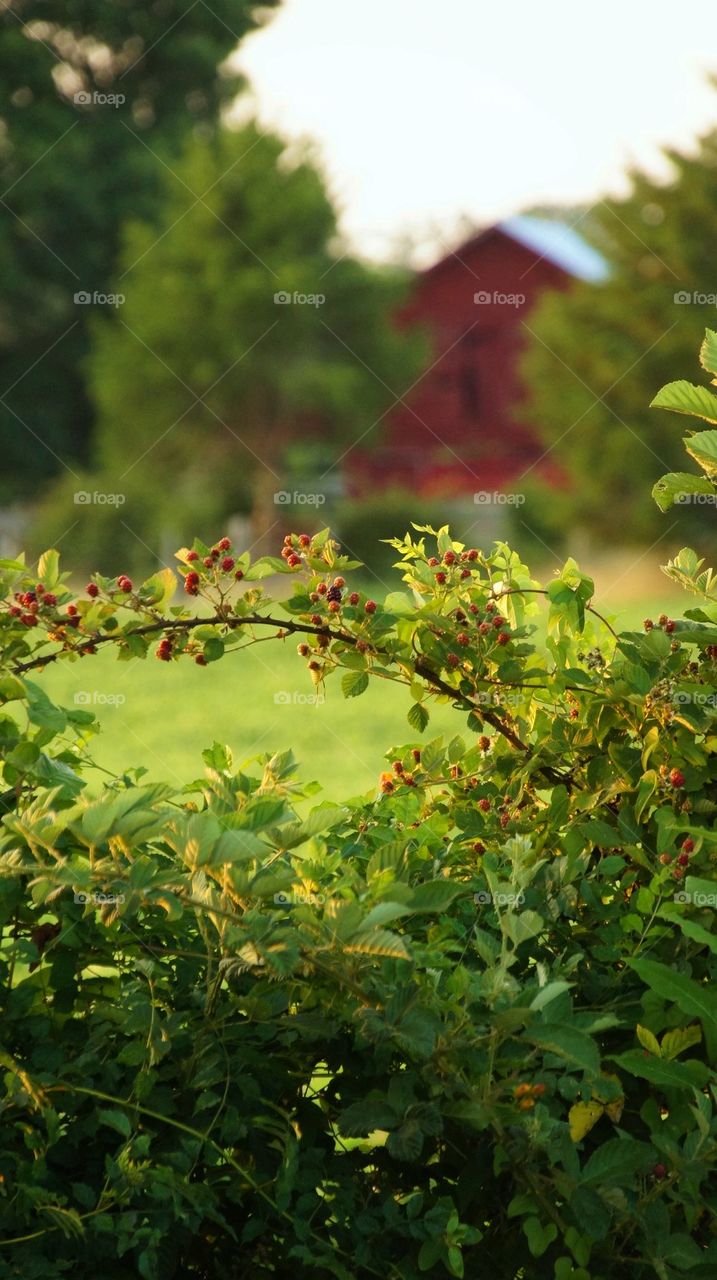 Wild Berries growing on plant