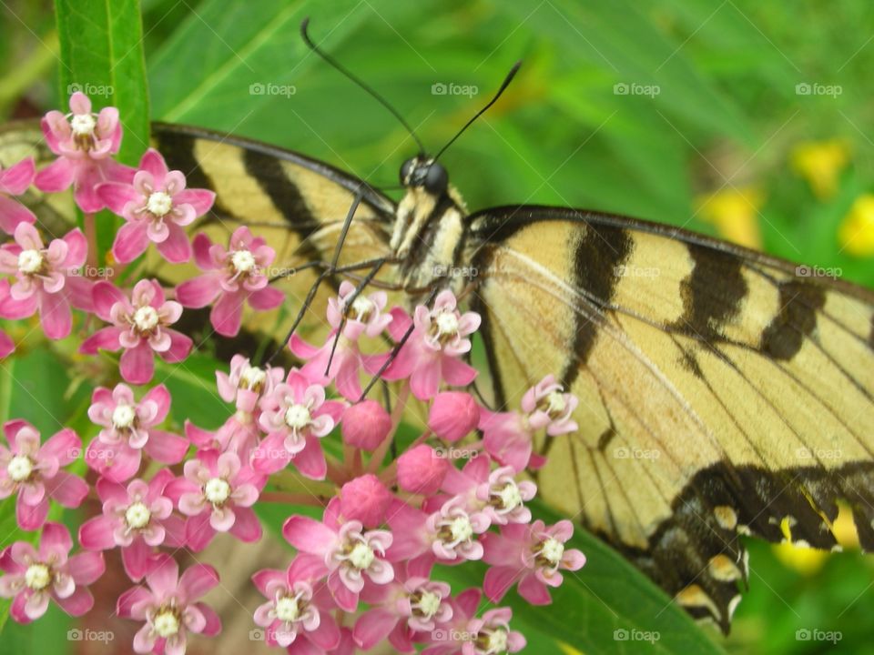 Eastern Swallowtail Butterfly. Eastern Swallowtail Butterfly enjoying Milkweed nectar in by backyard 