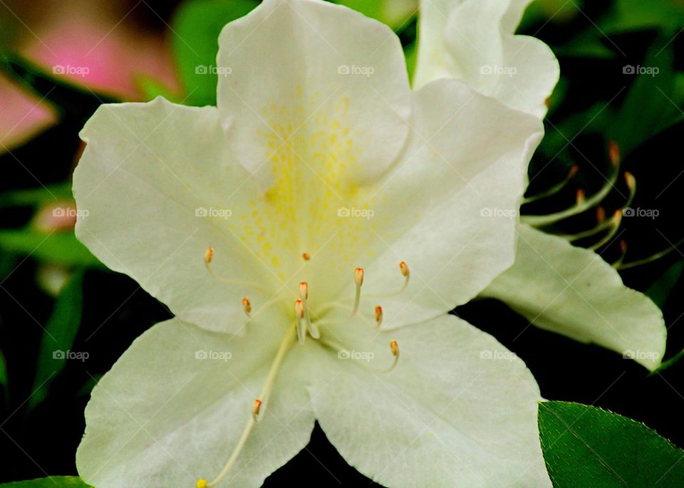 White Azalea 