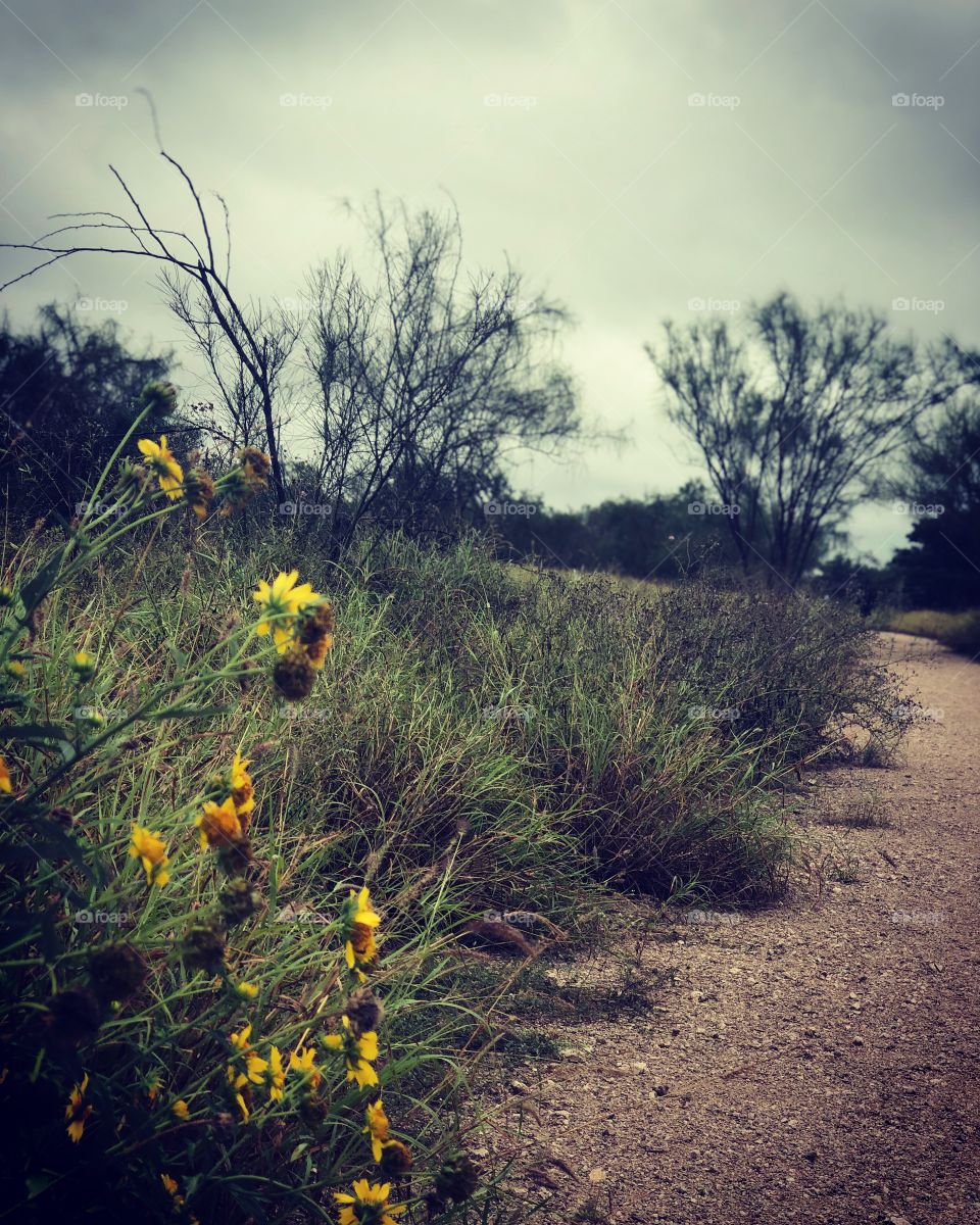 Wildflowers on the Trail