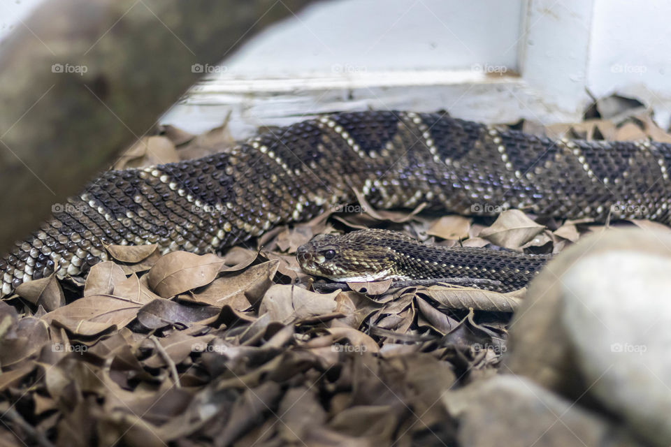 Rattlesnake, poisonous snake behind the glass