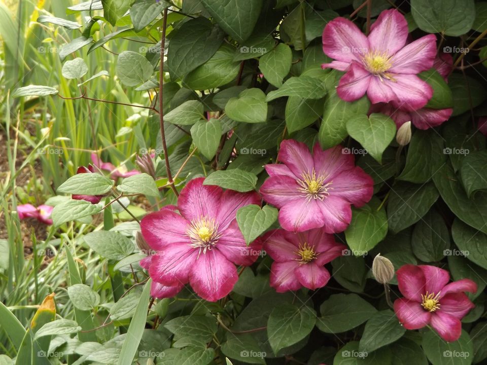 Clematis