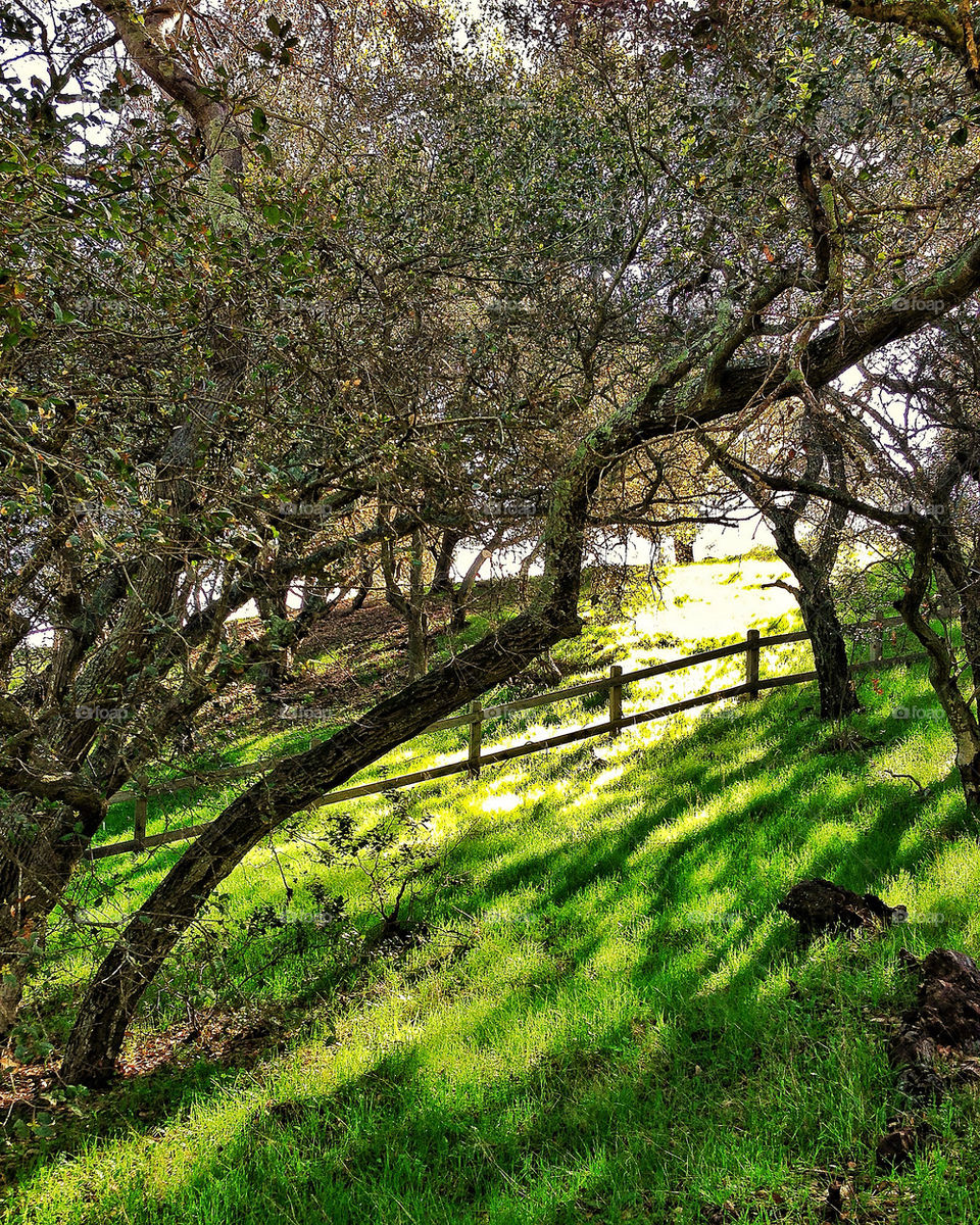 Northern California woodland greenery in spring