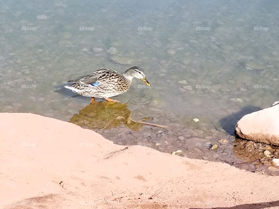 Duck standing in rock bottomed pond eating cornflakes 