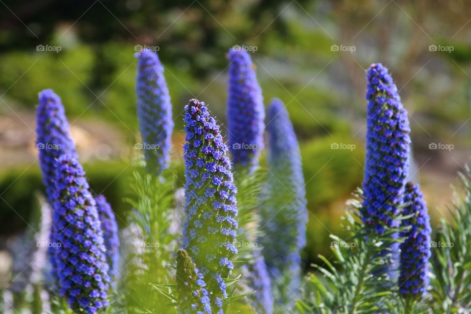 pride of Madiera. Coastal flowers  Big Sur, CA