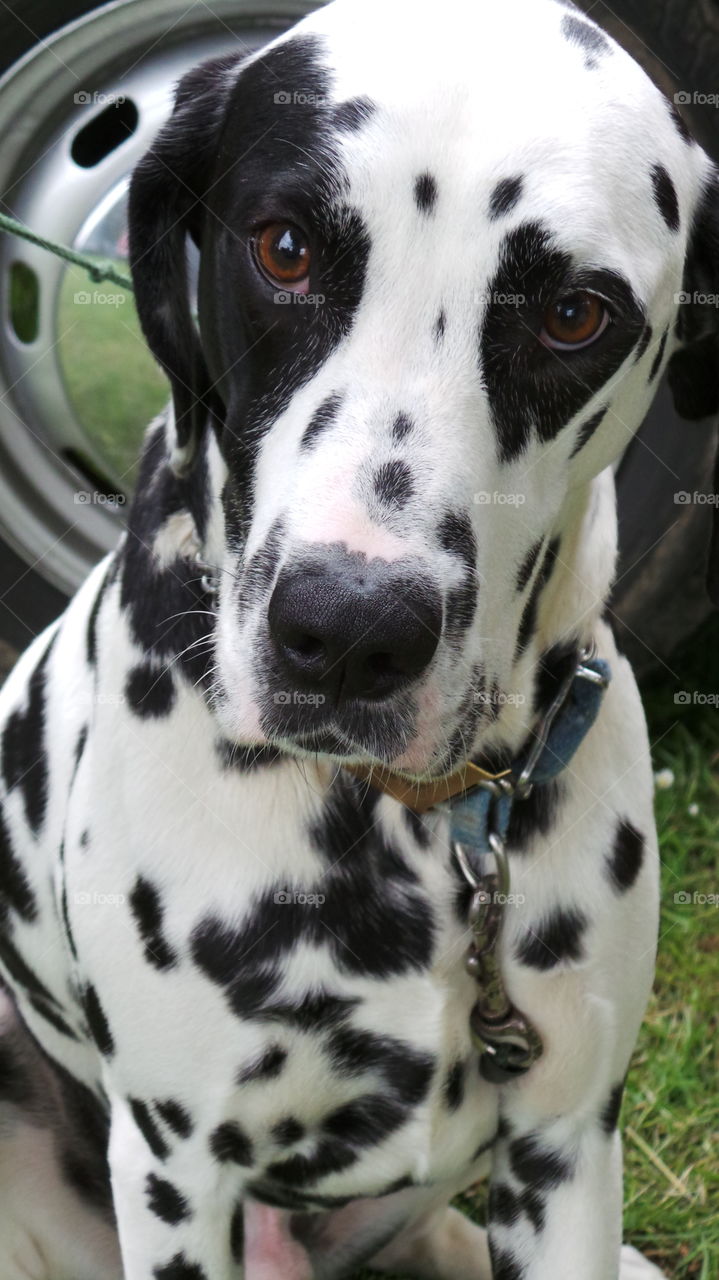 Dalmatian Dog. black spotted with a face patch