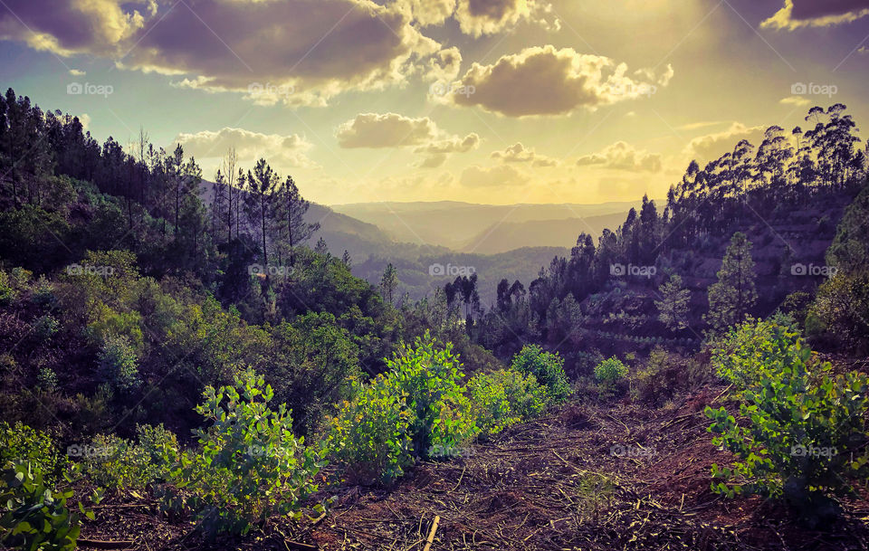 New trees in the foreground, against forested hills and a hazy sunny sky in late afternoon 