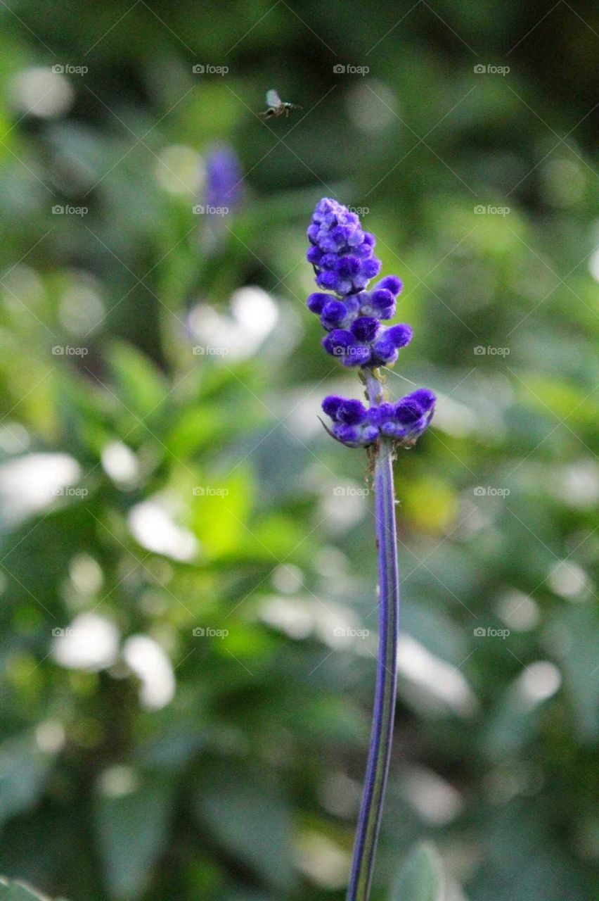 Purple flower