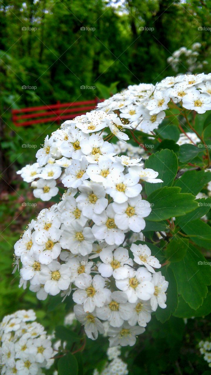 Flower, Flora, Nature, Leaf, Garden