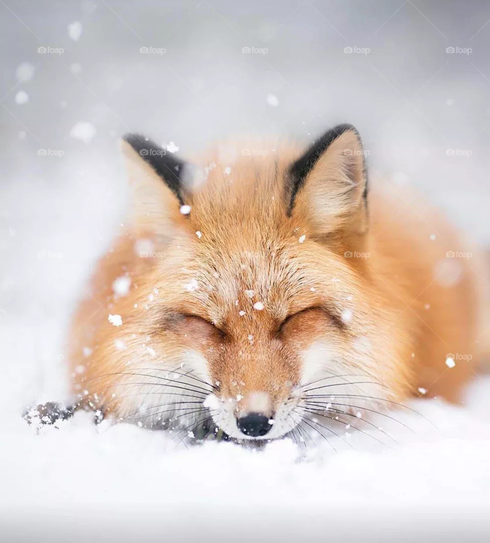 The wolf is the largest extant member of the Canidae family, and is further distinguished from coyotes and jackals by a broader snout, shorter ears, a shorter torso and a longer tail. It is slender and powerfully built, with a large.