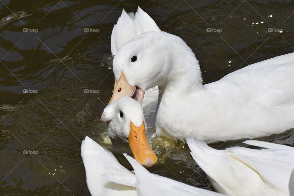 White Ducks