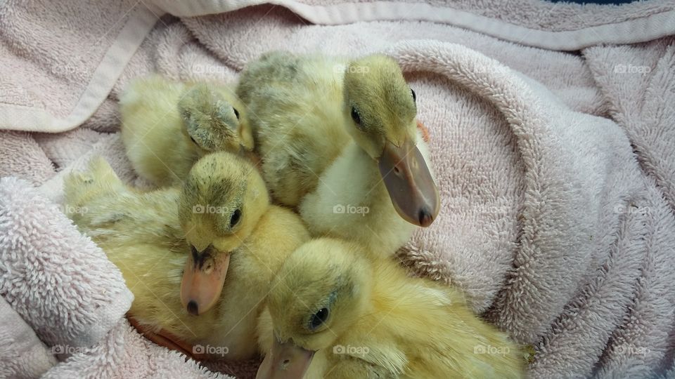 baby call ducklings