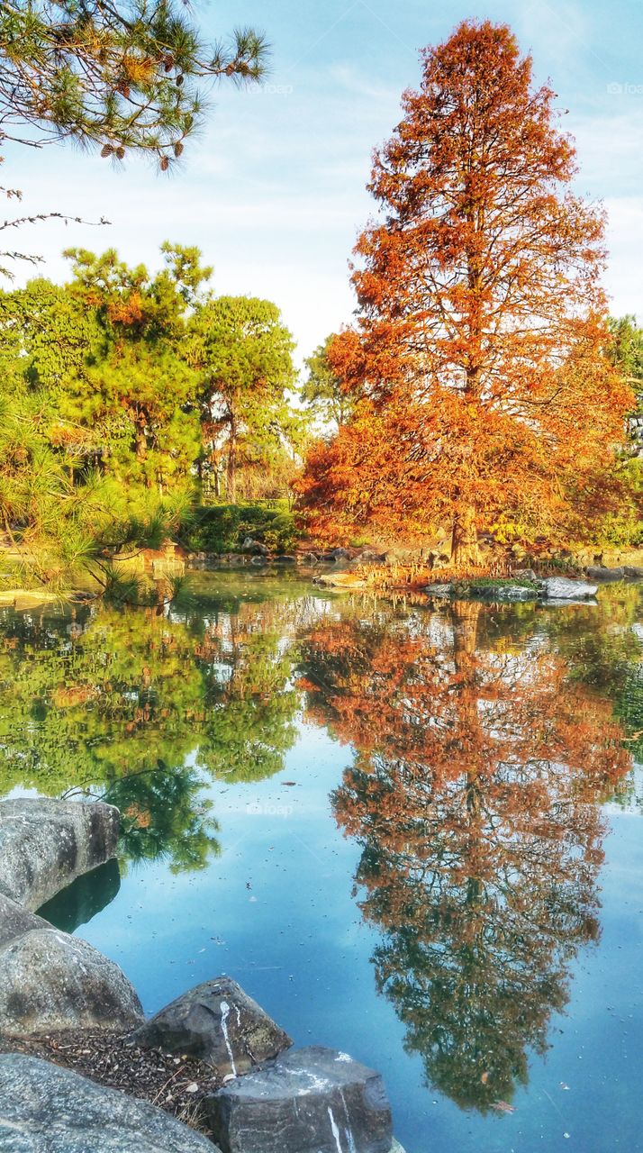 Trees in vibrant autumn colors at the Japanese Garden section of Auburn Botanical Gardens, Auburn Sydney, Australia. Reflections of the trees can also be seen on the still water.