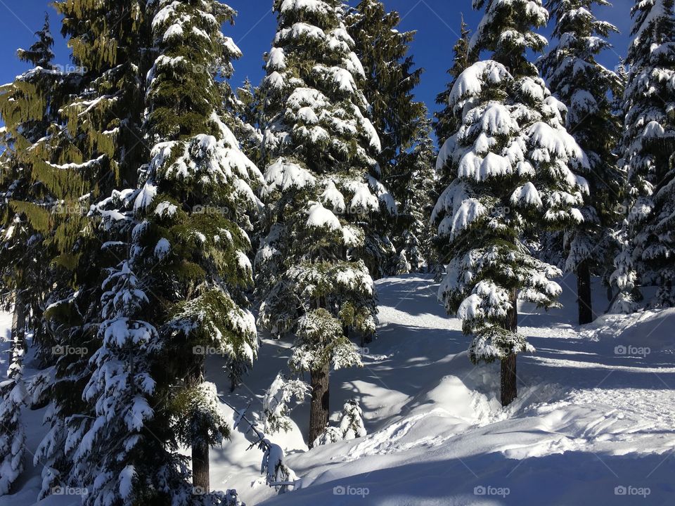 Trees covered with snow