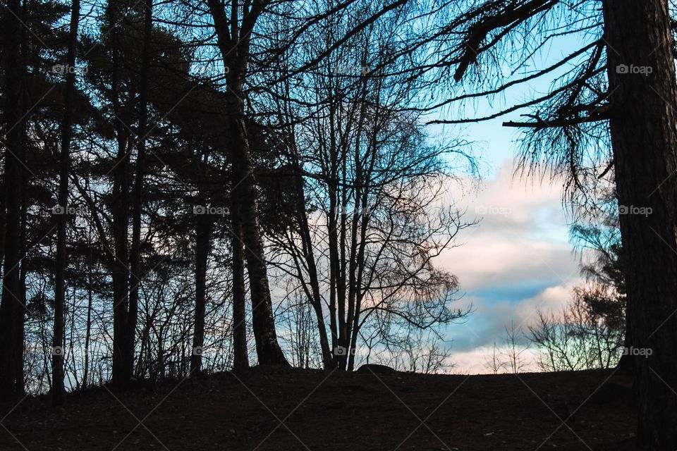 Winter landscape.  silhouette of trees and blue sky with white clouds in the background