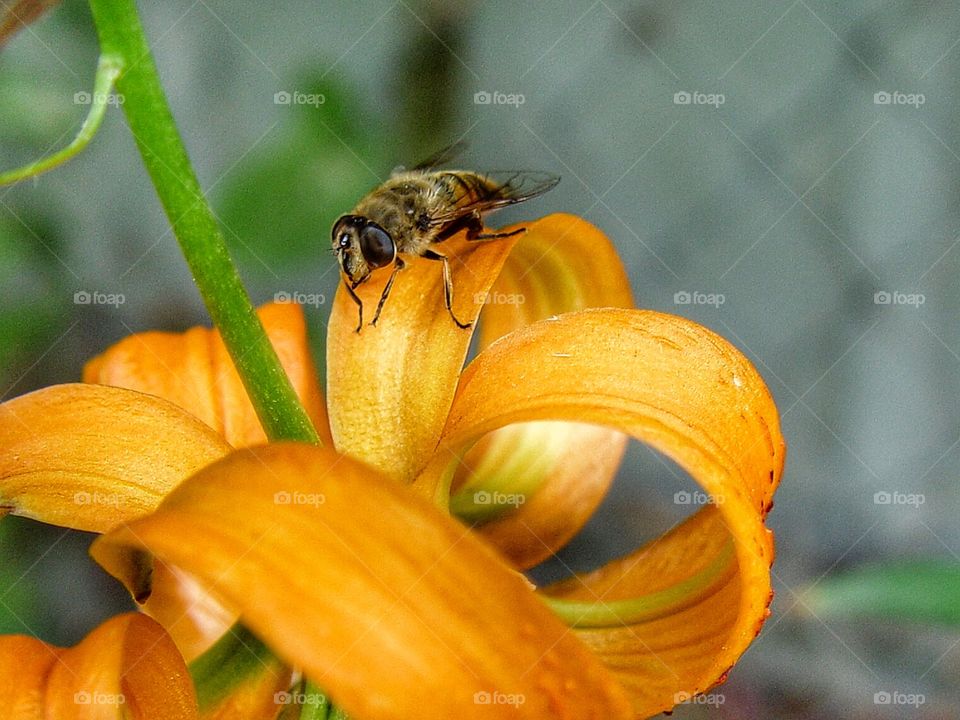 Bee on lily
