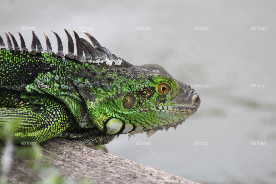 The largest lizard species in Central America,
Commonly seen on the Nicoya Peninsula is the impressive Green Iguana. 