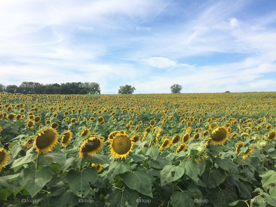 Sunflower Field in Lawrence Kansas