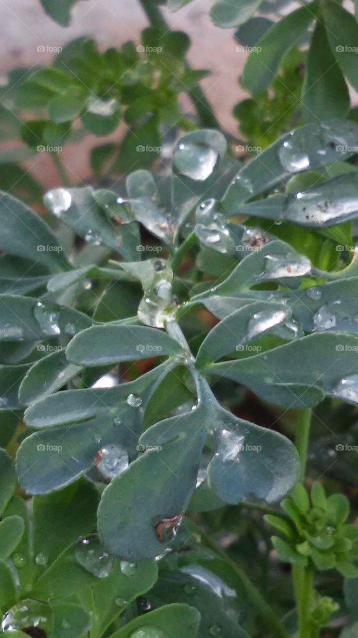 raindrops