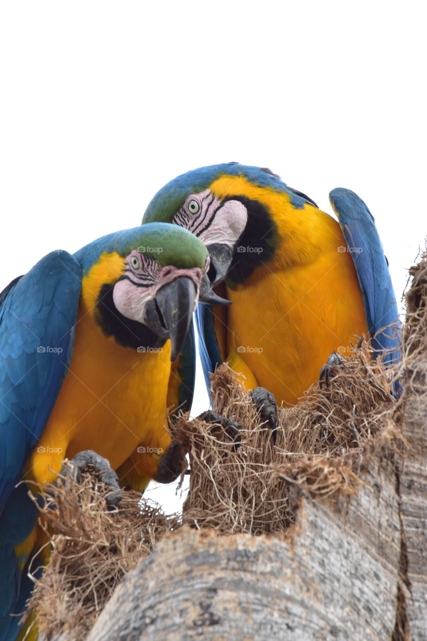 Arara Canindé Brazil