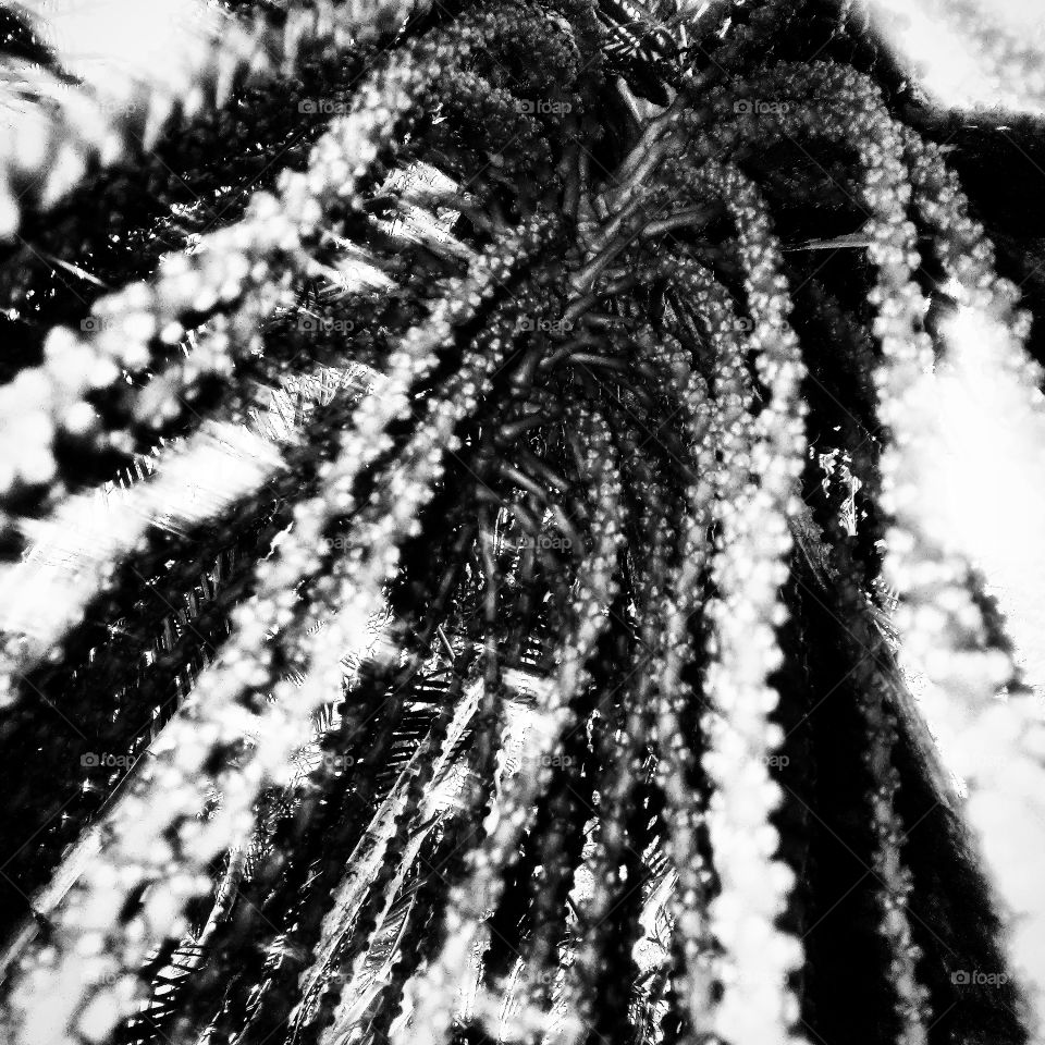 Palm Tree seed bunch monochrome