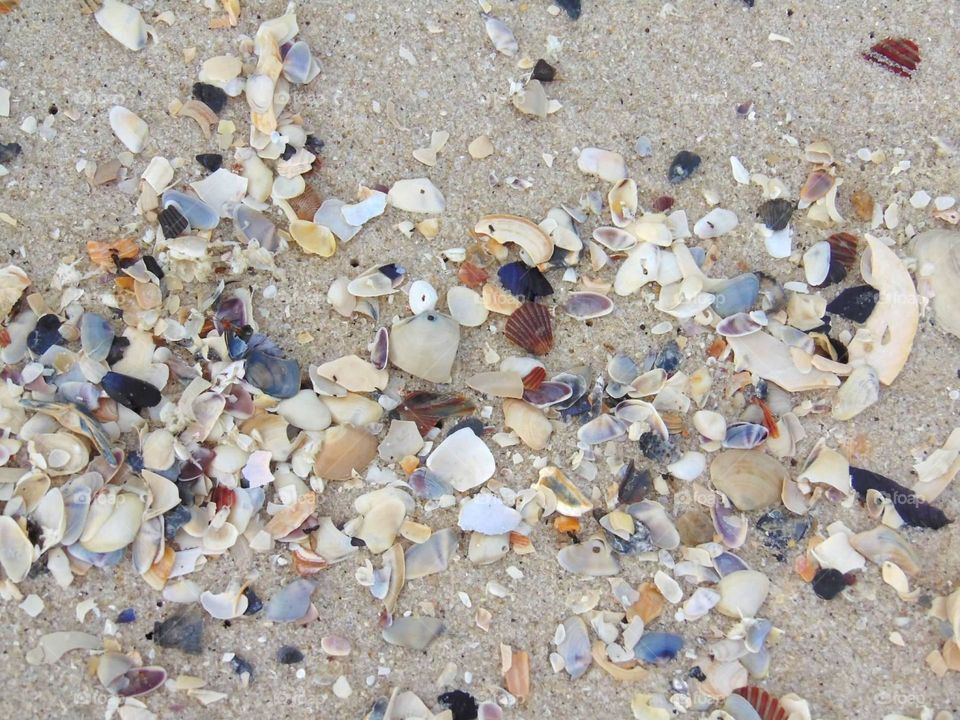 Tiny shells at the beach 