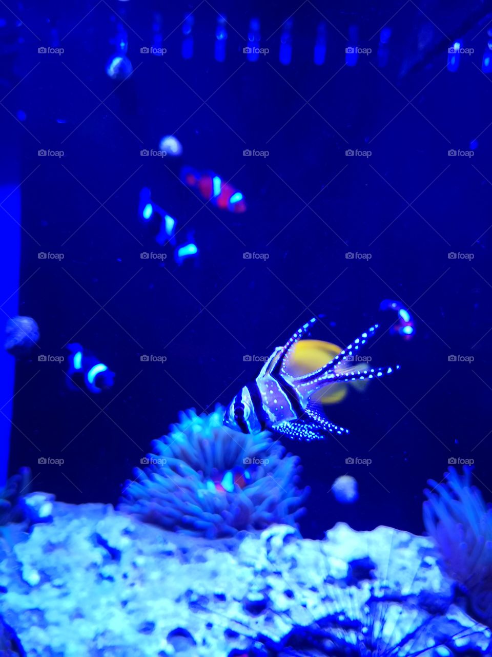 I believe this is called an angel fish