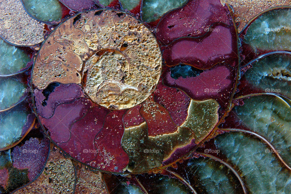 stone shell mollusk ancient by cdnrebel1