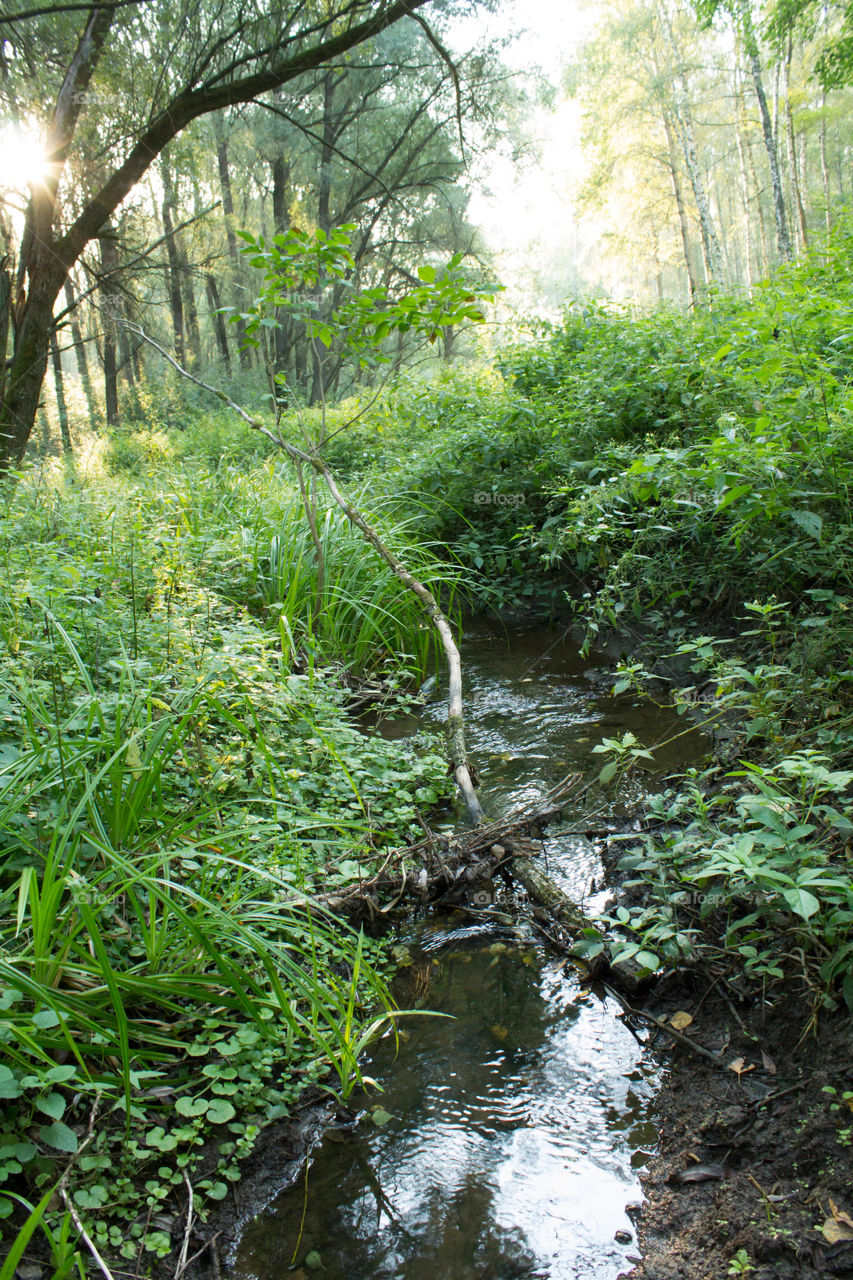 Nature, Water, Wood, Landscape, River