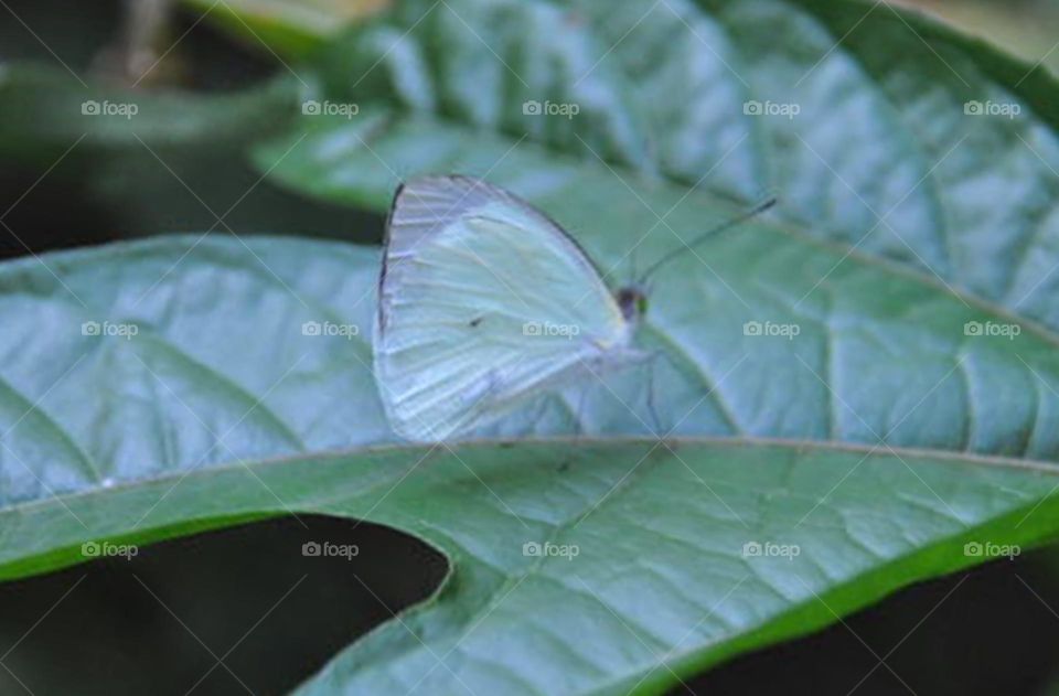 Borboleta