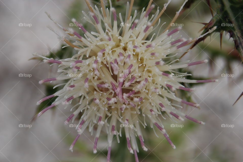 Purple and white flower