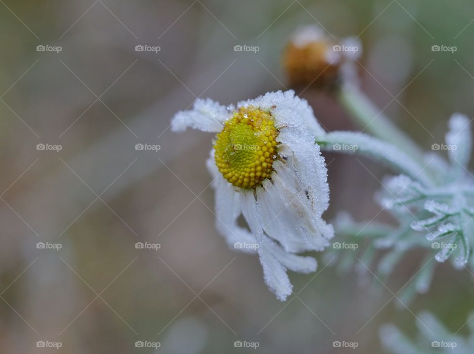 Frozen nature