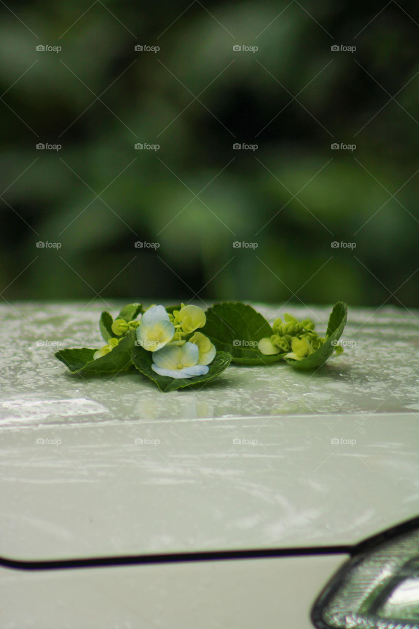 photography of green colour and white colour combination