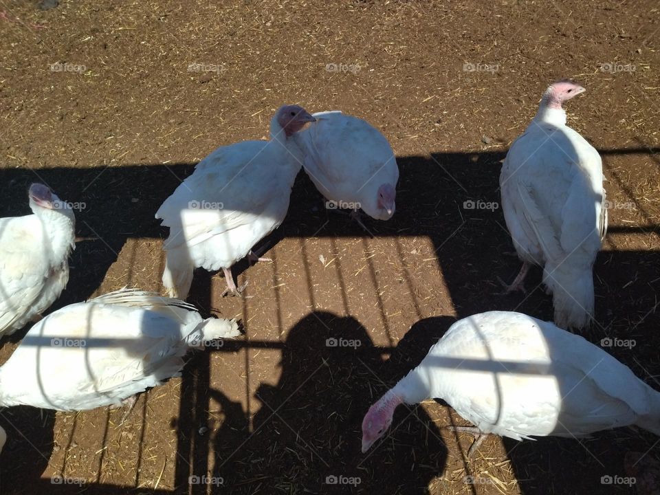 White turkey and shadow