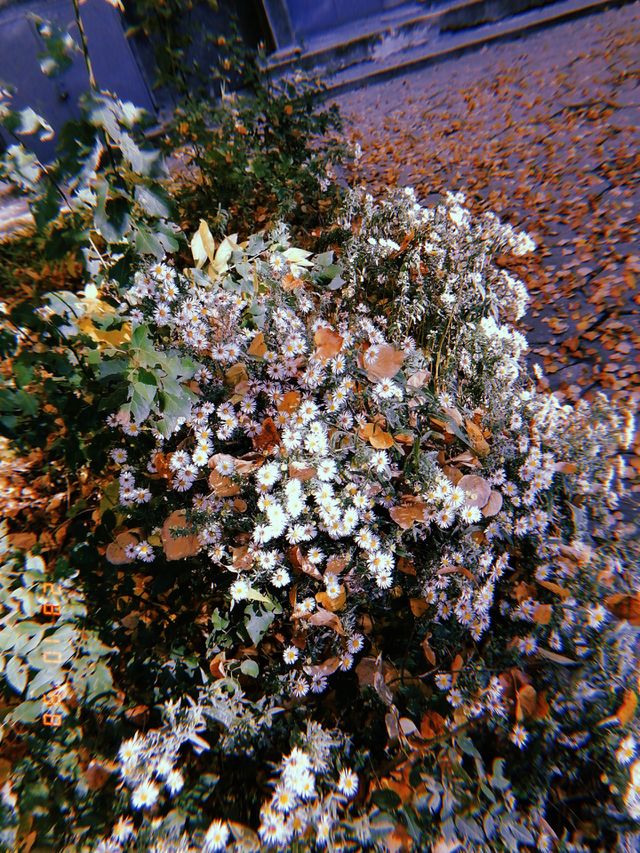 The beauty of a flower bush