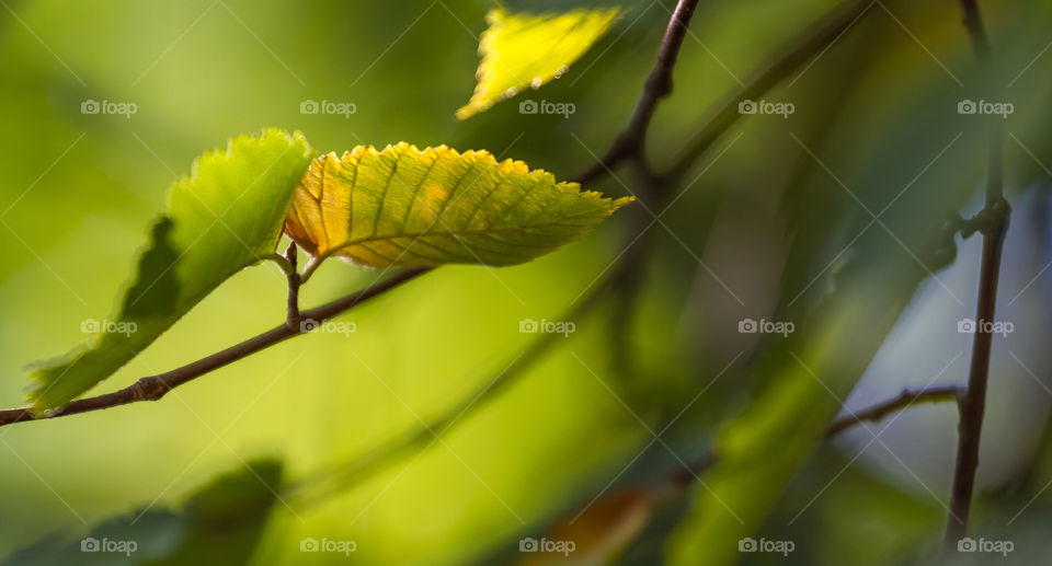 Green&yellow leafs on the branch close up
