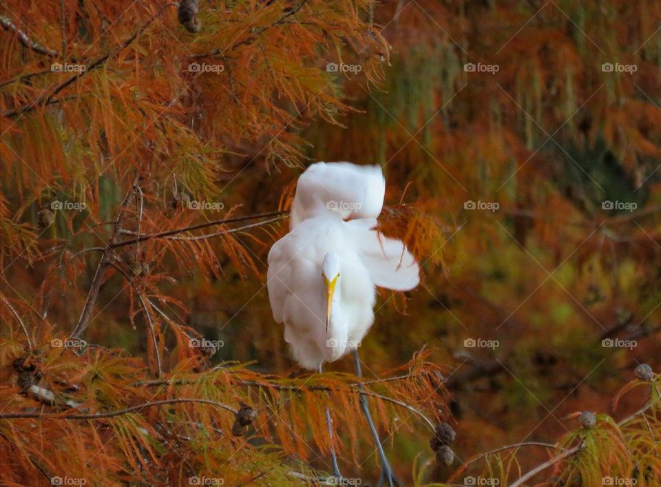 Great egret