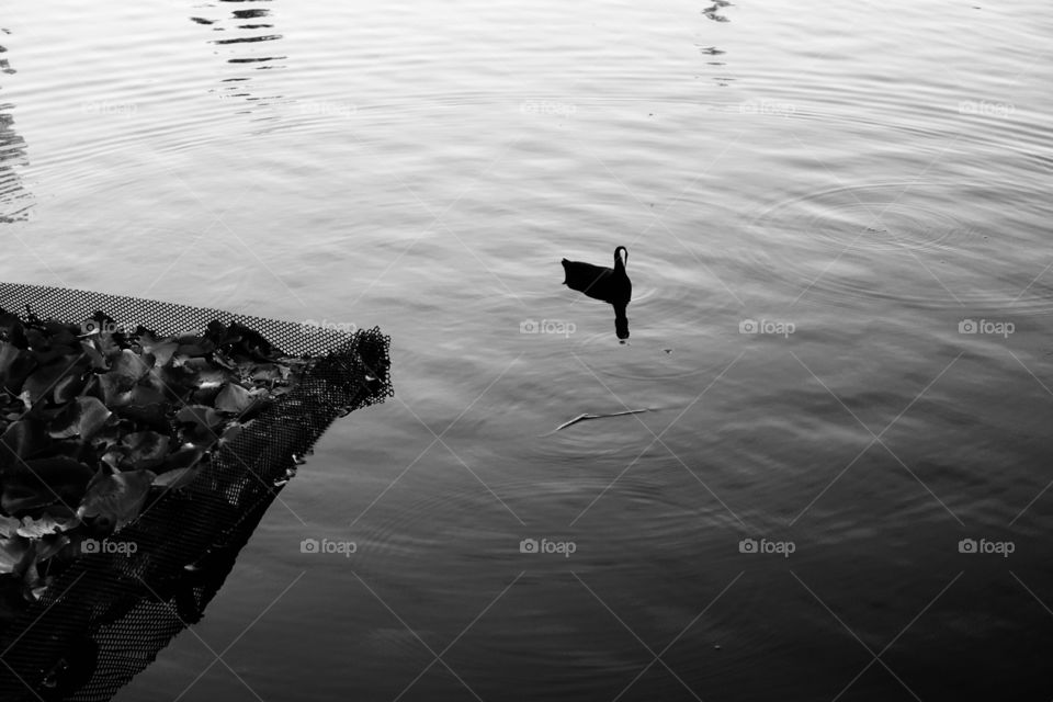 One Eurasian coot is staying on the water. Monochrome image