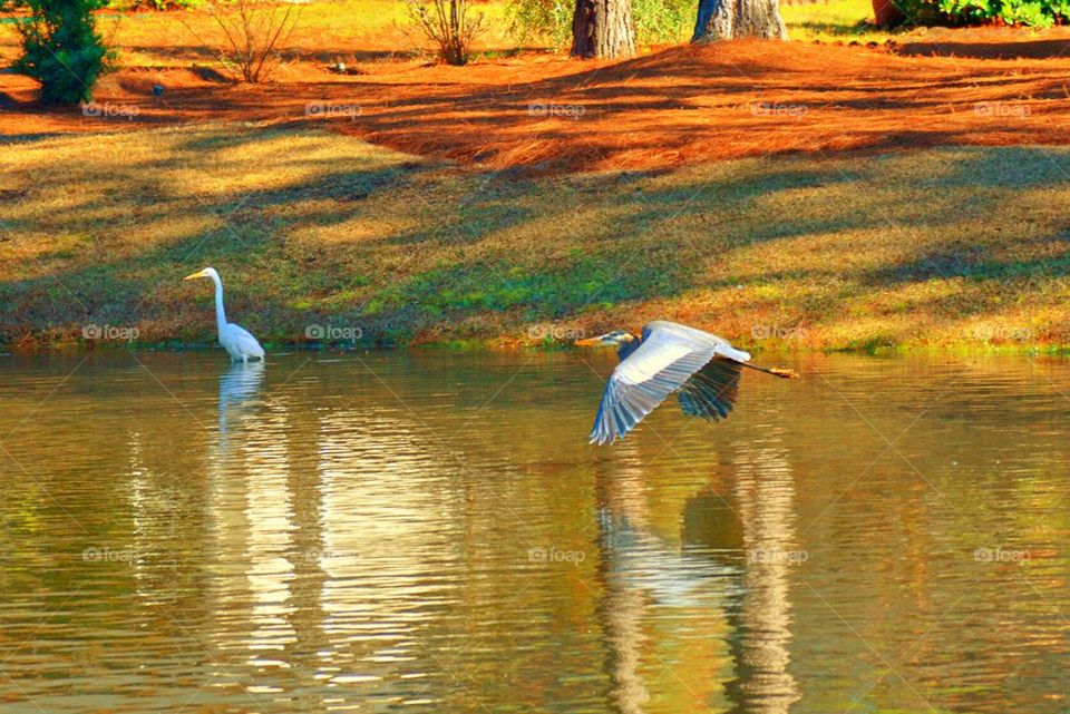 Great Blue Heron