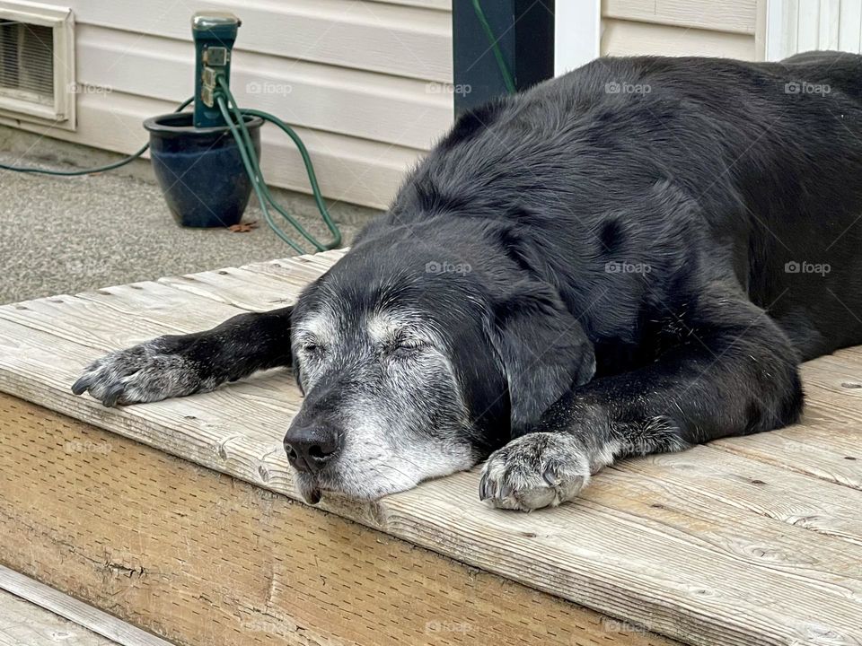 Old black labrador sleeping on the porch 