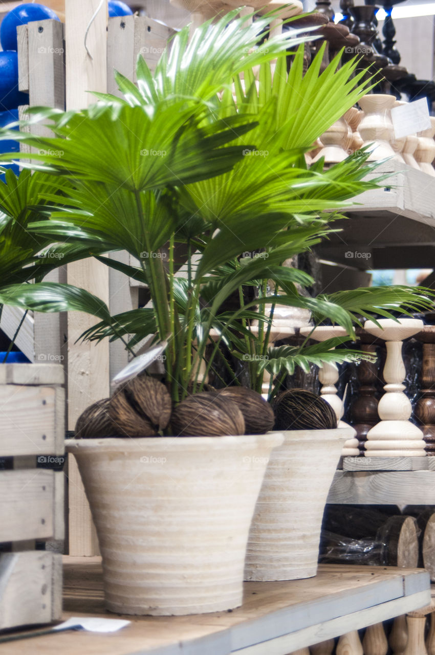 palm tree in a pot