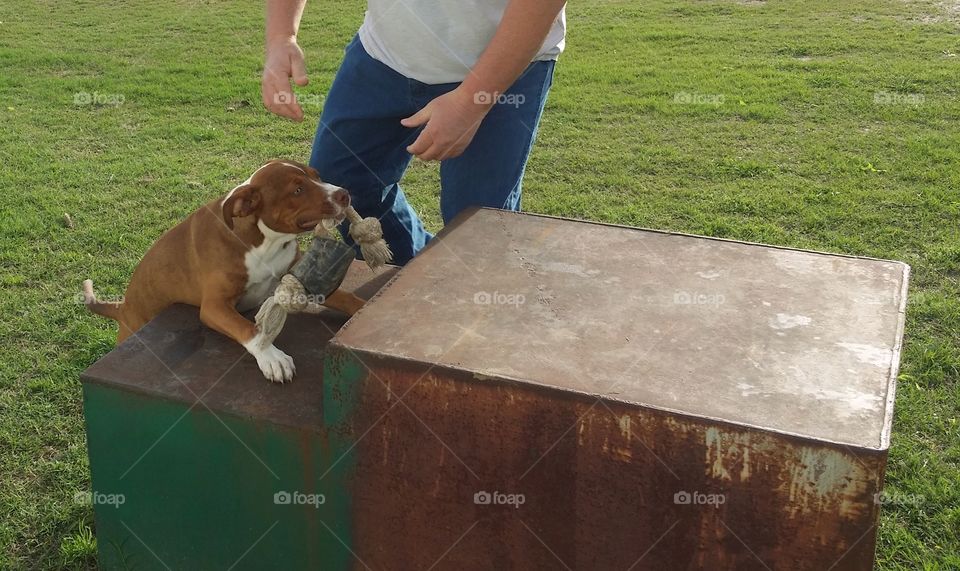 A young puppy being helped onto a metal box with a rope bone in her mouth by a man with green spring grass in the background