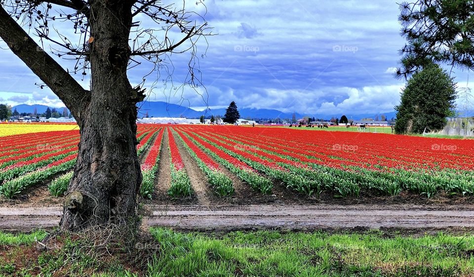 Foap Mission “Trees Around Us”! Tree Trunk In Front Of Colorful Field Of Tulips!