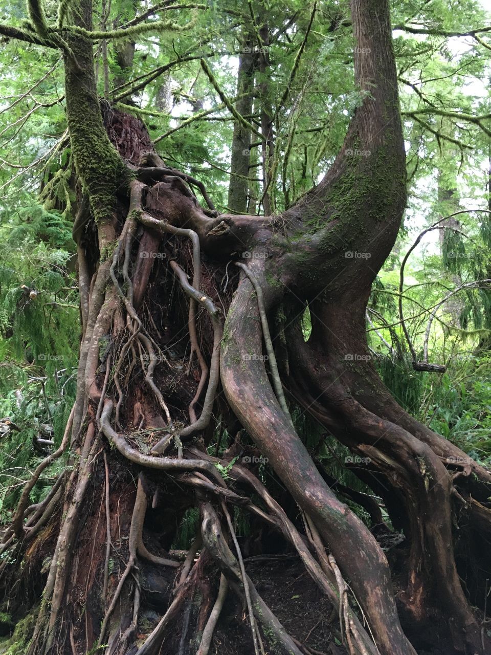 Old growth forest area