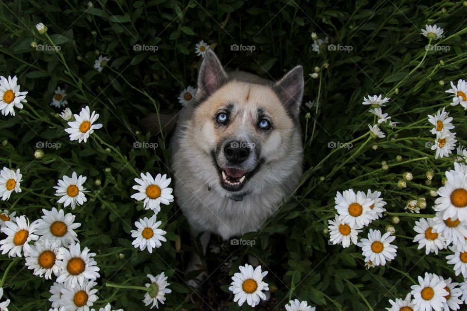Dog with mouth open at flower garden