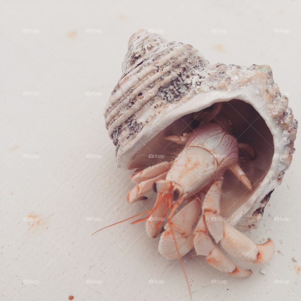 Hermit Crab. Hermit Crab enjoyinh the beach of Maldives